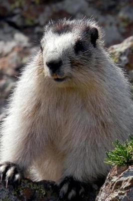 Book cover for Alaska Journal - Brower's Marmot aka Brooks Range