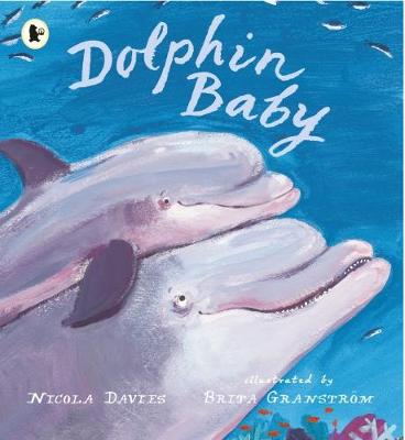 Cover of Dolphin Baby