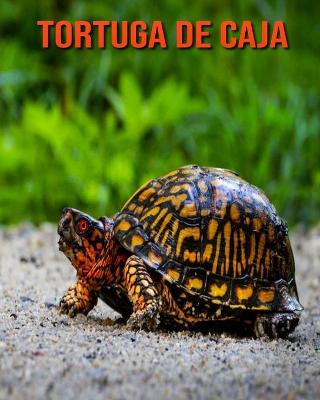 Book cover for Tortuga de caja