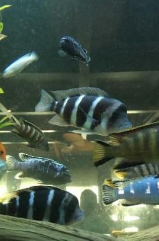 Cover of Frontosa and Other African Cichlid Fish in the Tank