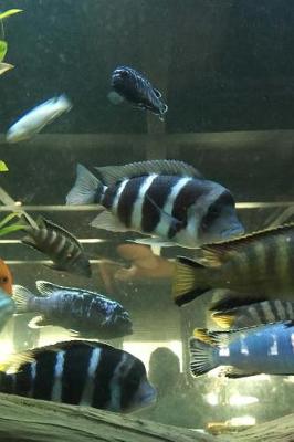 Book cover for Frontosa and Other African Cichlid Fish in the Tank