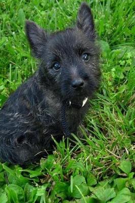 Book cover for Tiny Cairn Terrier Puppy Dog in the Grass Journal