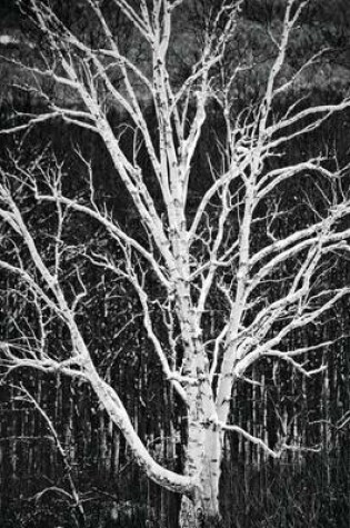 Cover of White Birch Tree Artistic Black White Photo Journal