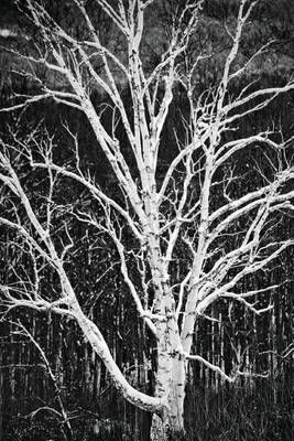 Book cover for White Birch Tree Artistic Black White Photo Journal
