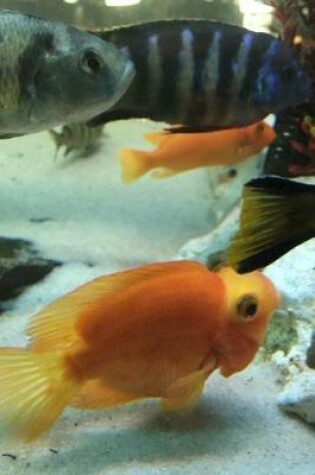 Cover of Parrot Cichlid and African Cichlids in the Tank