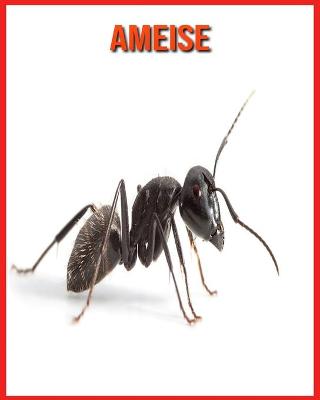 Book cover for Ameise