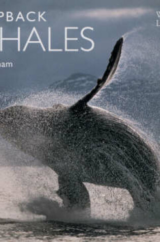 Cover of Humpback Whales