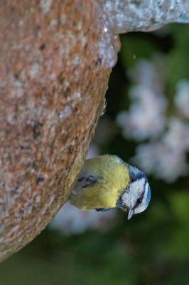 Book cover for Blue Tit Cyanistes Caeruleus at a Bird Fountain Journal