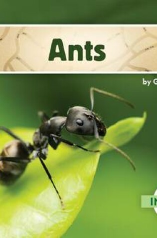 Cover of Ants