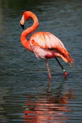 Cover of Pink Flamingo Wading (Birds of the World)