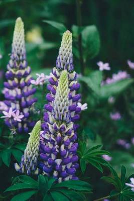 Cover of Lupines