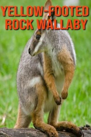 Cover of Yellow-footed Rock Wallaby