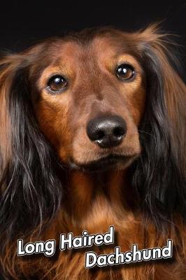 Book cover for Long Haired Dachshund