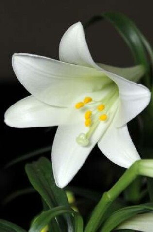 Cover of White Easter Lily Flower Journal