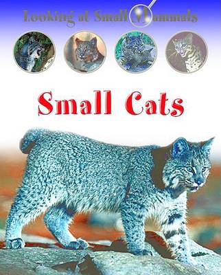 Book cover for Small Cats