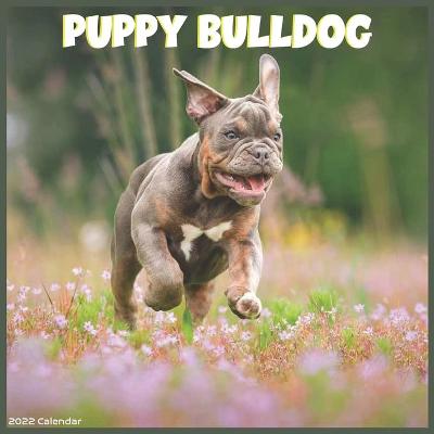 Book cover for Bulldog Puppy 2022 Calendar