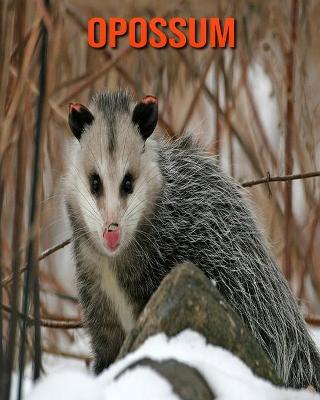 Book cover for Opossum