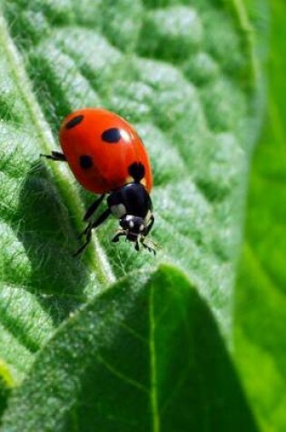 Cover of Ladybug Walking on a Leaf, for the Love of Nature