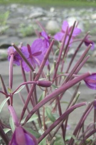 Cover of Website Password Organizer Fireweed Blooming in Denali National Park