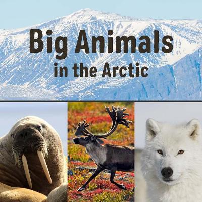 Book cover for Big Animals in the Arctic
