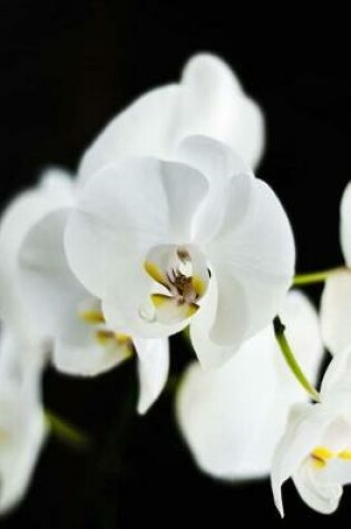 Cover of Brilliant White Orchid on a Black Background Journal