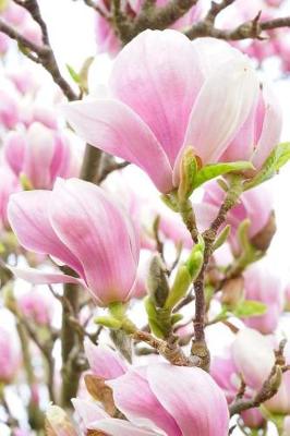 Book cover for Lovely Pink and White Magnolia Flowering Tree Journal