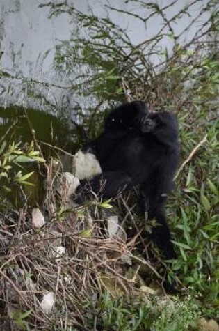 Cover of Sumatra Bibon Siamang Drinking at the Stream