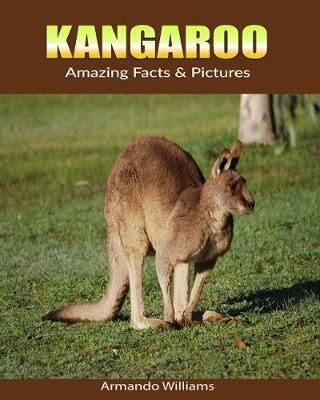 Book cover for Kangaroo