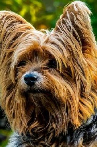 Cover of Yorkshire Terrier Dog Resting in the Shade Journal