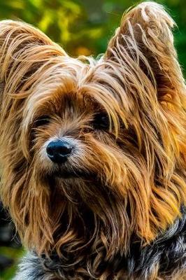 Book cover for Yorkshire Terrier Dog Resting in the Shade Journal