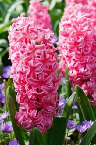 Cover of Pink Hyacinth Close-Up (for the Love of Flowers)