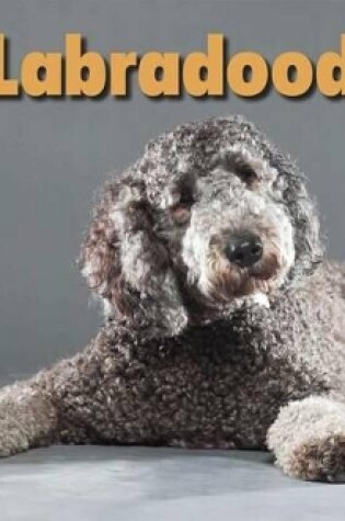 Cover of You'll Love Labradoodles