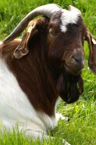 Cover of A Billy Goat Relaxing in the Grass