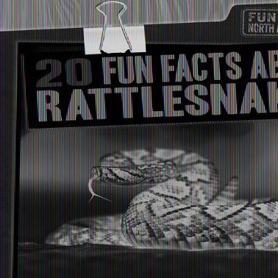 Book cover for 20 Fun Facts about Rattlesnakes