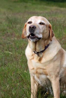 Book cover for Yellow Lab (for Love of Dogs)