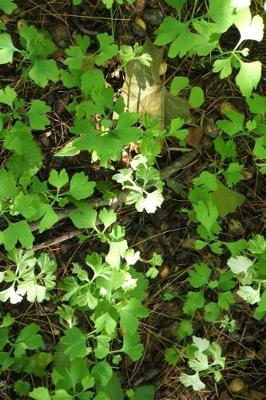 Book cover for Japanese Ginkgo Biloba Tree Saplings in the Forest Journal