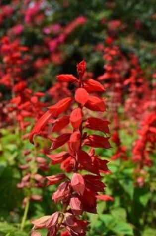 Cover of Gorgeous Scarlet Red Salvia Flowers Garden Journal