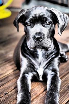 Book cover for Beautiful Cane Corso Puppy Dog Journal