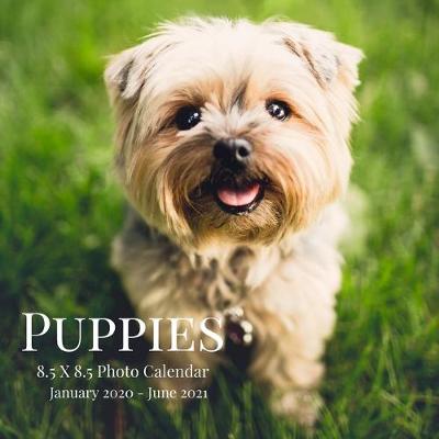 Cover of Puppies 8.5 X 8.5 Photo Calendar January 2020 - June 2021