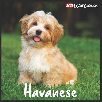 Book cover for Havanese 2021 Wall Calendar