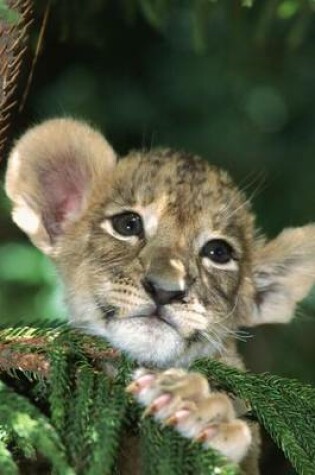 Cover of African Lion Cub, for the Love of Animals