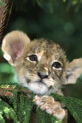 Book cover for African Lion Cub, for the Love of Animals