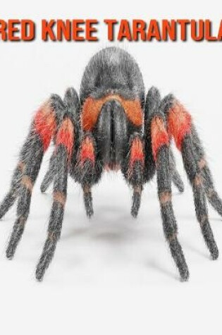 Cover of Red Knee Tarantula