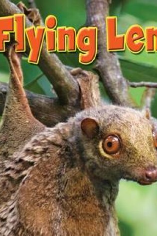 Cover of Flying Lemur