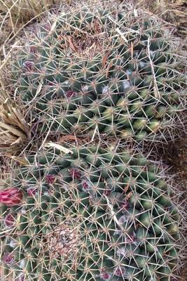 Book cover for Wild Desert Cactus