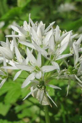 Book cover for Allium Ursinum Ramsons Buckrams Wild Garlic Flower Blooming