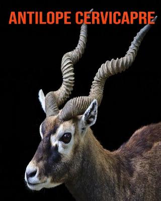 Book cover for Antilope Cervicapre