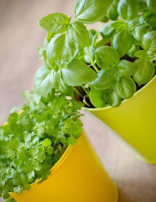 Book cover for Jumbo Oversized Herbs in Yellow Pots