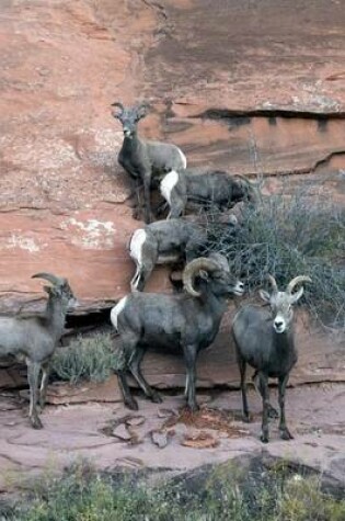 Cover of Website Password Organizer Big Horn Sheep on a Cliff