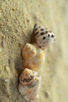 Book cover for What to Do with the Three Sea Shells